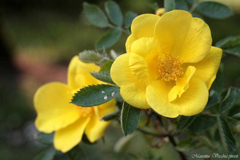 معرفی گیاهان - نسترن زرد